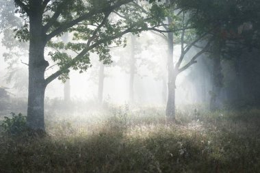 Güneş doğarken gizemli bir siste karanlık ormanın resim gibi manzarası. Güneş güçlü meşe, köknar, çam, huş ağacı boyunca ışıldar. Idyllic kırsal kesim. Sonbahar sezonu, konsept sanat, eko turizm, doğa
