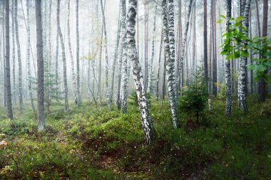 Güneş doğarken sisli, yemyeşil ormanın karanlık atmosferik manzarası. Çam, köknar, huş ağacı, yeşil ve altın bitkiler yakın plan. Ekoloji, sonbahar, eko-turizm, çevre koruma. Avrupa