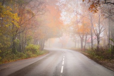 Sis içindeki renkli sonbahar ormanında (asfalt yol) boş bir viraj otoyolu. Yeşil ve altın huş ağacı, akçaağaç, meşe, çam, köknar ağaçları. Ulaşım, seyahat yerleri, özgürlük