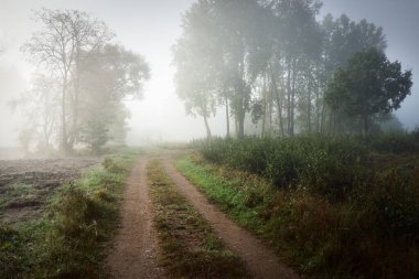 Ormanın içinden geçen yol ve kuruyan nehrin kıyısında kalın beyaz bir sis altında. Toprak dokusu yakın plan. Ekoloji, ekolojik sorunlar, çevresel hasar ve koruma, küresel ısınma, iklim değişikliği