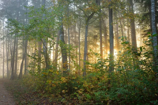 日の出の霧の中で森の大気中の風景 陽射しが柔らかい 古い緑と黄金の木 カラフルな葉 植物のクローズアップ ラトビアのシグルダ 生態系 エコツーリズム — ストック写真