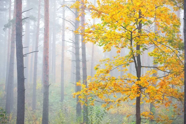 Paisaje Atmosférico Del Bosque Siempreverde Una Niebla Amanecer Antiguos Pinos —  Fotos de Stock