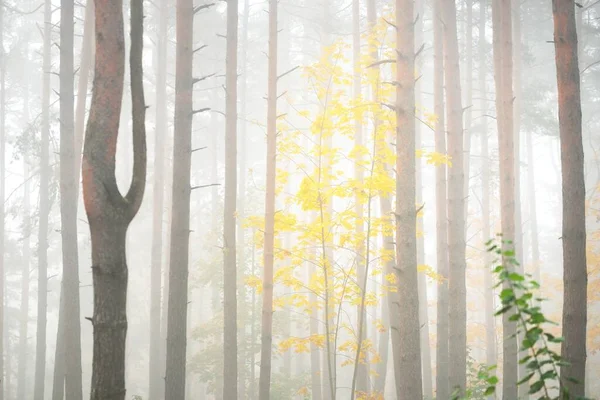 Atmosfäriskt Landskap Den Vintergröna Skogen Dimma Vid Soluppgången Forntida Tallar — Stockfoto