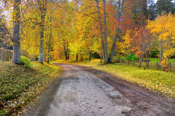 森の村のパスウェイ 田舎道 カラフルな緑 オレンジ 金色の葉を持つ落葉樹 枝を通して日光が差し込む 自然トンネルだ — ストック写真