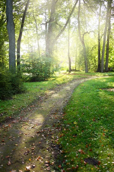 Шлях Через Зелений Листяний Ліс Природний Тунель Старі Моховинні Дерева — стокове фото