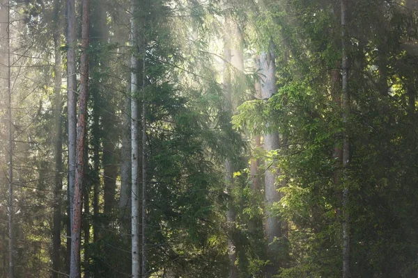 日出时分 在晨雾中 神秘的深不可测的常绿森林 风景如画 纯净的阳光 阳光穿过树干 松树和冷杉树的特写 大气秋季景观 — 图库照片