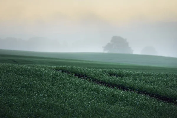 Gröna Kullar Plogade Åkrar Med Traktorspår Och Skog Vid Soluppgången — Stockfoto