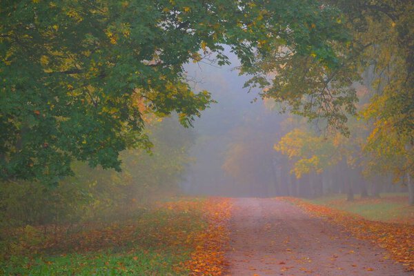 Old asphalt country road through the colorful deciduous oak, birch, maple trees with green, orange, yellow, golden leaves. Mysterious morning fog. Natural tunnel. Dark atmospheric autumn landscape