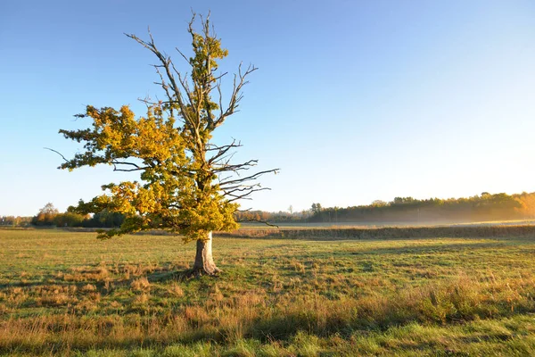 Antica Mezza Morta Mezza Quercia Dorata Vivente All Alba Primo — Foto Stock