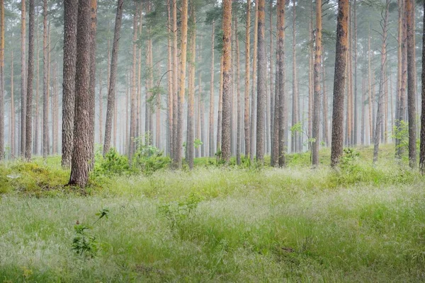 Forntida Tallar Mystisk Vit Morgondimma Vid Soluppgången Idylliskt Höstlandskap Träsk — Stockfoto