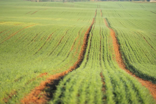 Campo Agrícola Arado Verde Con Huellas Tractores Amanecer Primer Plano —  Fotos de Stock