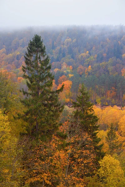 Pittoresk Panoramisch Uitzicht Bosheuvels Vrome Pijnbomen Met Kleurrijke Bladeren Sparren — Stockfoto