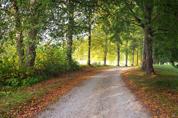 Empty Rural Road Alley Colorful Deciduous Trees Green Golden Orange — Stock Photo, Image