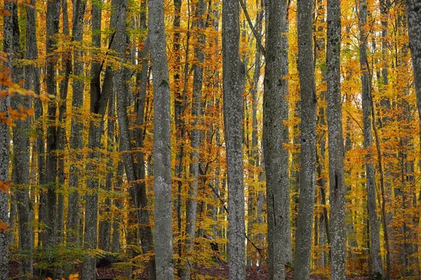 黄金のブナ林の絵のような風景です 力強い木の幹 カラフルな黄色 オレンジの葉 牧歌的な秋の風景 秋の季節 生態系 純粋な自然 エコツーリズム ドイツ — ストック写真