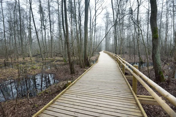 Moderno Sentiero Legno Attraverso Zona Umida Una Nebbia Mattutina Inizio — Foto Stock