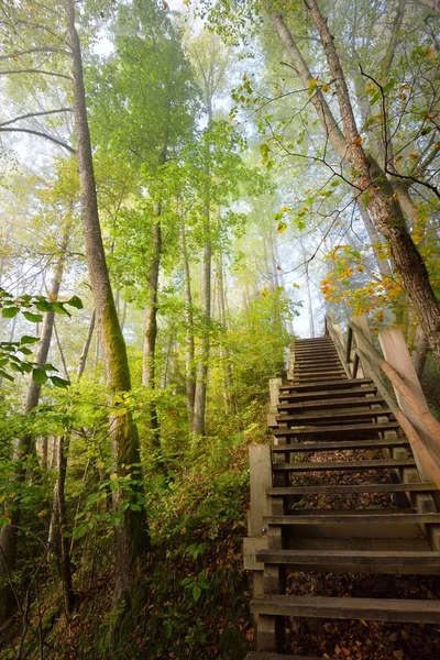 Low Angle View Wooden Forest Stairway Sunrise Fog Soft Morning — Stock Photo, Image