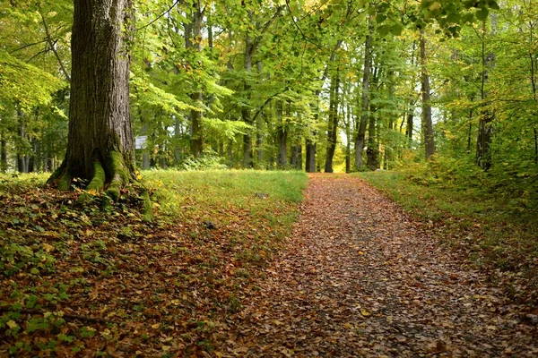 城市公园里的乡村道路 用五彩缤纷的绿色和金色的叶子对参天大树进行特写 拉脱维亚 旅游目的地 生态旅游 骑自行车 — 图库照片