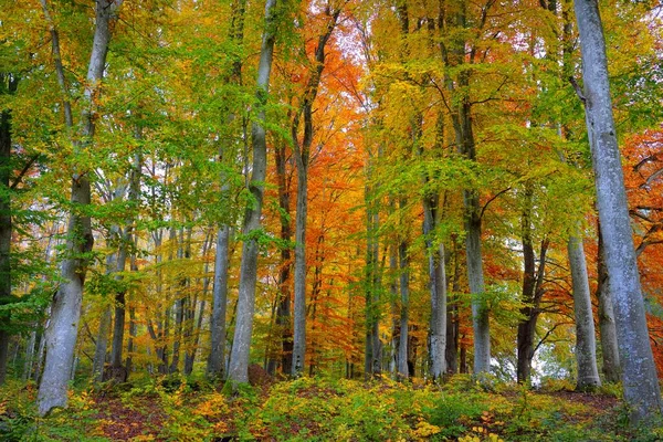 黄金のブナ林の絵のような風景です 力強い木の幹 カラフルな黄色 オレンジの葉 牧歌的な秋の風景 秋の季節 生態系 純粋な自然 エコツーリズム ドイツ — ストック写真