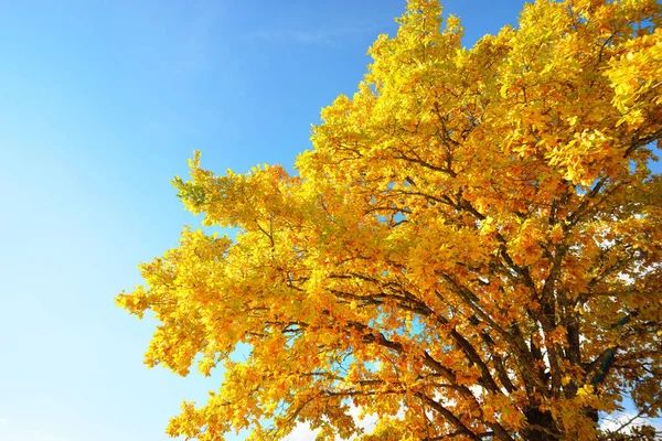 Mighty Oak Tree Colorful Yellow Orange Golden Leaves Clear Blue — Stock Photo, Image