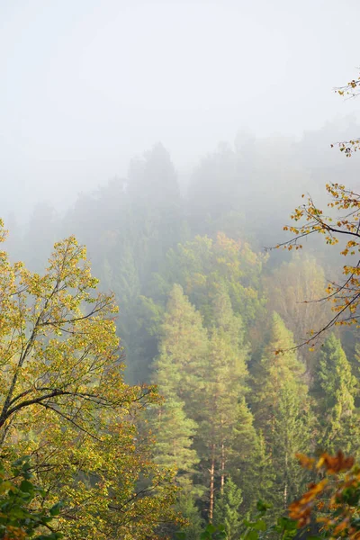 Vale Rio Gauja Floresta Dourada Colorida Nuvens Densa Névoa Matinal — Fotografia de Stock