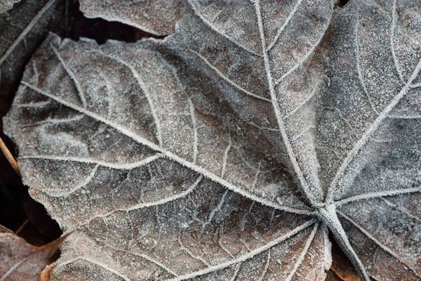 Forest Floor Brown Maple Leaves Covered Crystal Clear Hoarfrost Texture — Stock Photo, Image