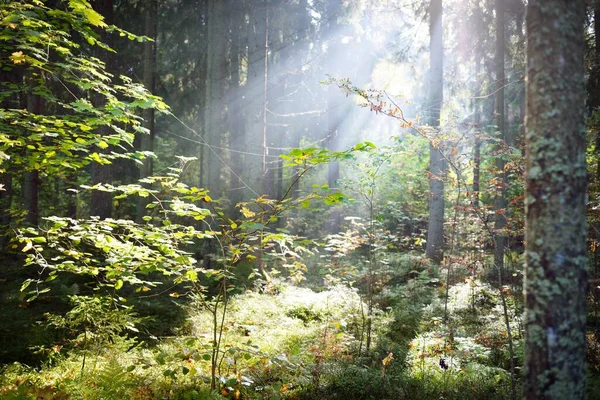 Vue Panoramique Une Mystérieuse Forêt Feuilles Persistantes Dans Brouillard Lever — Photo