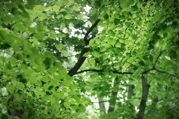 Uralter Grüner Baum Morgennebel Blätter Aus Nächster Nähe Laubwald Bei — Stockfoto