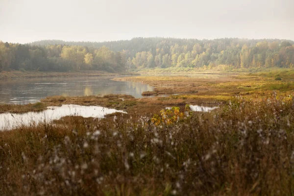 Panoramablick Auf Den Majestätischen Goldenen Birkenwald Und Die Biegungen Der — Stockfoto