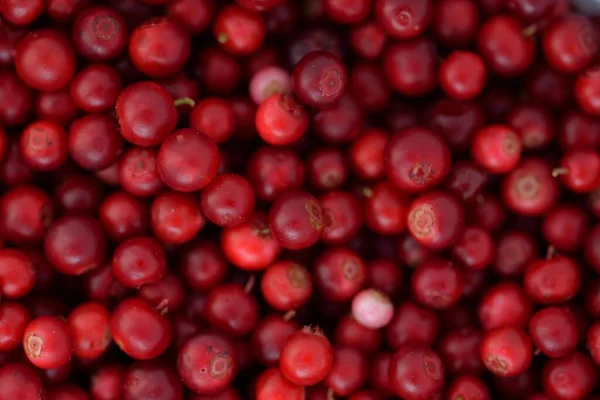 Gros Plan Sur Les Baies Rouges Forêt Airelle Motif Naturel — Photo