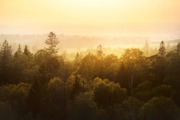 Picturesque Panoramic Aerial View Colorful Golden Green Yellow Trees Forest — Stock Photo, Image