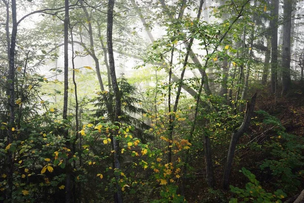 안개가 언덕의 부드러운 빛나는 나무들 이끼들 양치류 식물들이 가까이 있습니다 — 스톡 사진