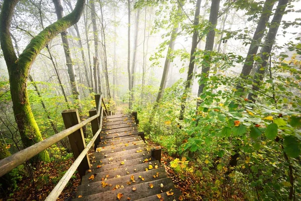 Vista Ángulo Alto Escalera Del Bosque Madera Una Niebla Del — Foto de Stock