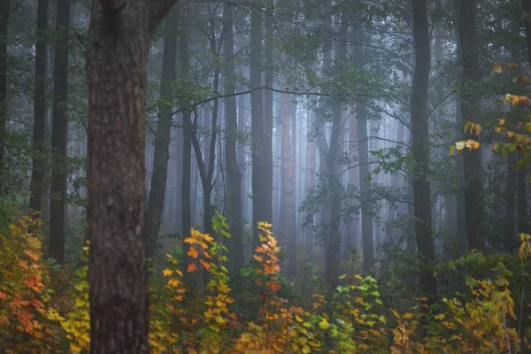 日の出の霧の中で常緑樹林の暗い大気の風景 古代の松の木 緑と黄金の植物のクローズアップ 生態系 生態系 森林再生 ヨーロッパ — ストック写真