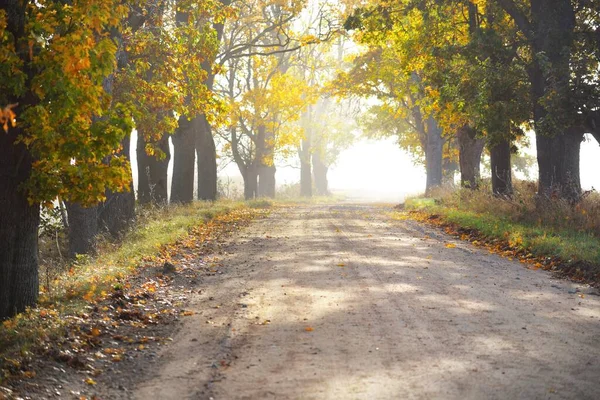 Single lane rural road (alley) through deciduous oak and maple trees. Natural tunnel. Sunlight, sunbeams, fog, shadows. Fairy autumn scene. Hope, heaven concepts. Nature, ecology, walking, cycling