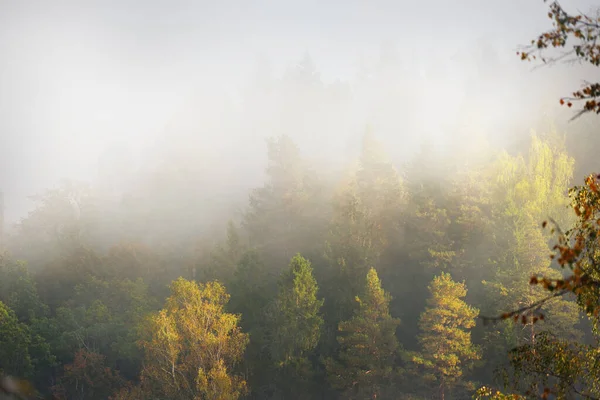 Vallée Gauja Forêt Dorée Colorée Dans Nuage Épais Brouillard Matinal — Photo