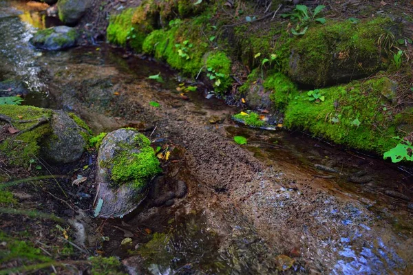 Small river (stream) in the dark evergreen forest. Crystal clear water, rocks, moss, fern, plants close-up. Natural textures. Atmospheric landscape. Pure nature, environment, ecology