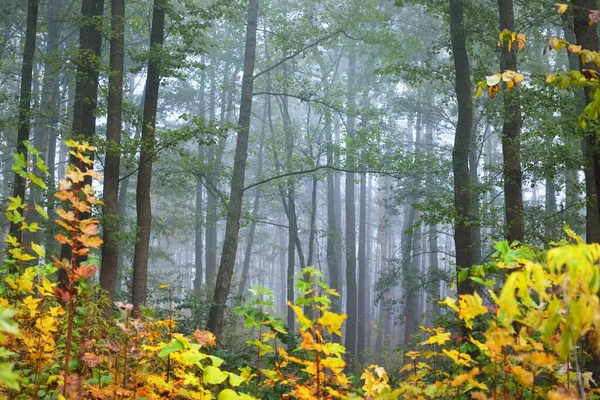 日の出の霧の中で常緑樹林の暗い大気の風景 古代の松の木 緑と黄金の植物のクローズアップ 生態系 生態系 森林再生 ヨーロッパ — ストック写真