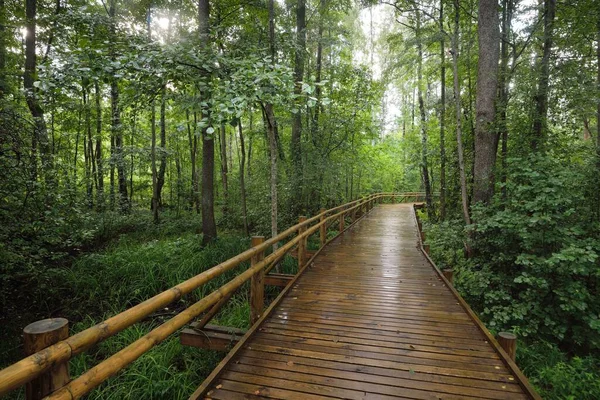 Chemin Enroulement Bois Moderne Promenade Travers Les Arbres Feuilles Caduques — Photo