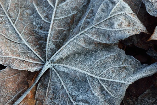 Plancher Forestier Feuilles Érable Brun Recouvert Givre Blanc Cristallin Texture — Photo