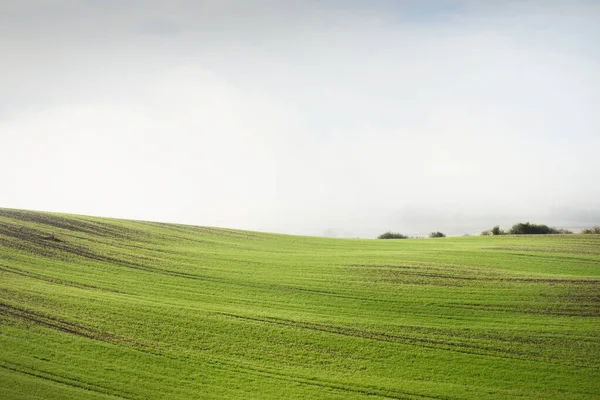 Green Hills Plowed Agricultural Field Tractor Tracks Forest Sunrise Close — Stock Photo, Image