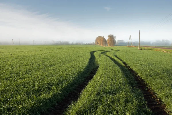 Panoramatický Výhled Zelené Zemědělské Pole Při Východu Slunce Stromy Ranní — Stock fotografie