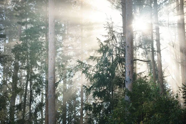 Мальовничі Пейзажі Змішаного Хвойного Лісу Сході Сонця Туман Туман Сонячні — стокове фото
