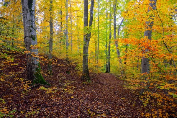 山间山间山间山间山间山间的全景 巨大的树干 橙色的叶子 宜人的秋天风景 生态旅游 — 图库照片