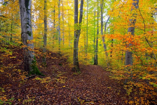 Panoramisch Uitzicht Heuvels Een Beukenbos Machtige Boomstammen Geel Rood Oranje — Stockfoto