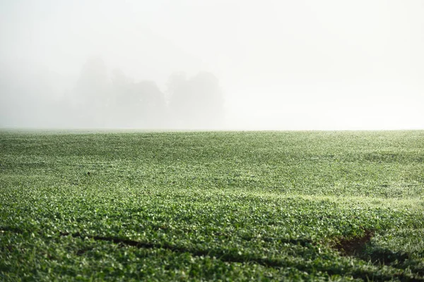 Живописный Пейзаж Зеленого Сельскохозяйственного Поля Восходе Солнца Лес Утреннем Тумане — стоковое фото