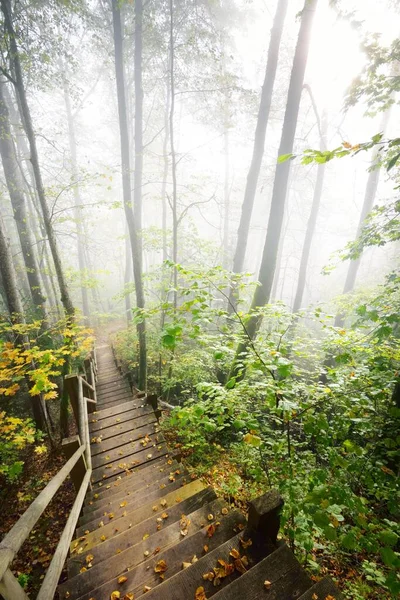 High Angle View Wooden Forest Stairway Sunrise Fog Soft Morning — Stock Photo, Image