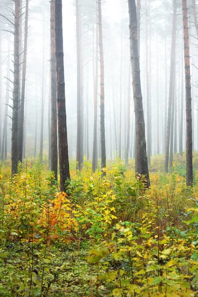 Atmospheric Landscape Evergreen Forest Fog Sunrise Ancient Pine Trees Young — Stock Photo, Image