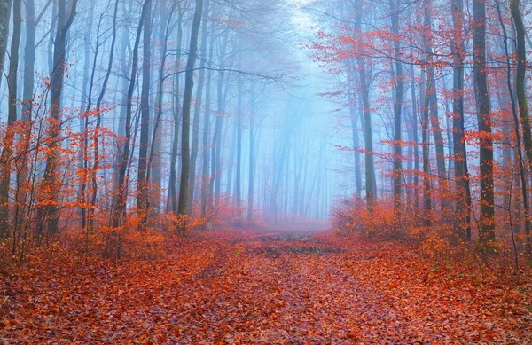 Vista Panorâmica Caminho Através Floresta Faia Nevoeiro Espesso Luz Azul — Fotografia de Stock