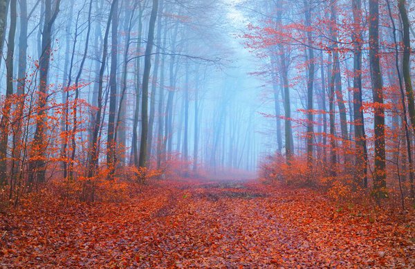 Panoramic view of pathway through beech forest. Thick fog, mysterious blue light. Red and orange leaves. Lorraine, France. Dark atmospheric autumn landscape. Ecotourism, environment, nature, seasons