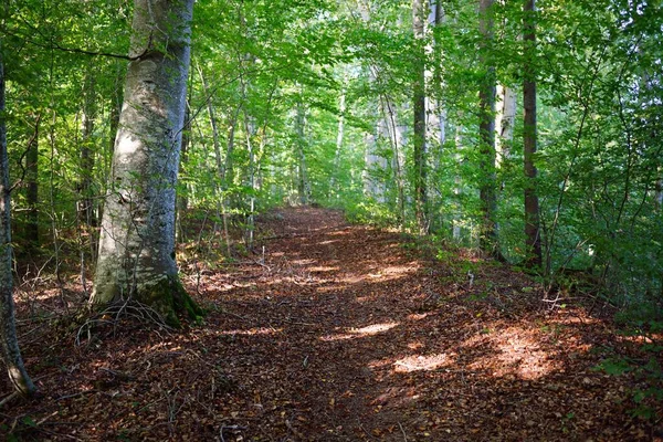 Dunkelgrüne Buchen Uralte Baumstämme Nahaufnahme Waldboden Aus Bunten Trockenen Blättern — Stockfoto